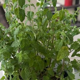 Photo of the plant species Strawberry Mint by @TopRedlog53 named Minny on Greg, the plant care app