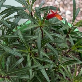 Photo of the plant species Mexican Lobelia by @TopRedlog53 named Foxxy on Greg, the plant care app