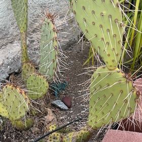 Photo of the plant species Brownspine Prickly Pear by @TopRedlog53 named Becky on Greg, the plant care app