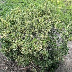 Photo of the plant species Black Mangrove by @ToughCoconut80 named Harmony on Greg, the plant care app