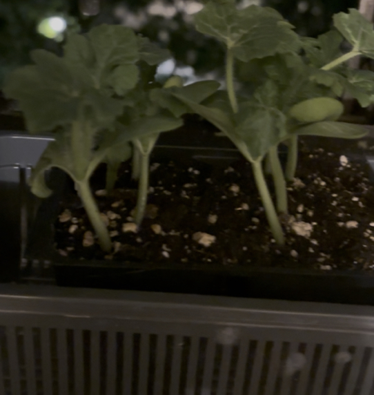 Photo of the plant species Watermelon by @YesLungwort74 named My sugar baby on Greg, the plant care app