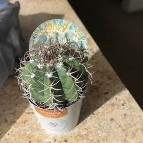 Photo of the plant species Ferocactus histrix by @CertainOrchids named Bodhi on Greg, the plant care app