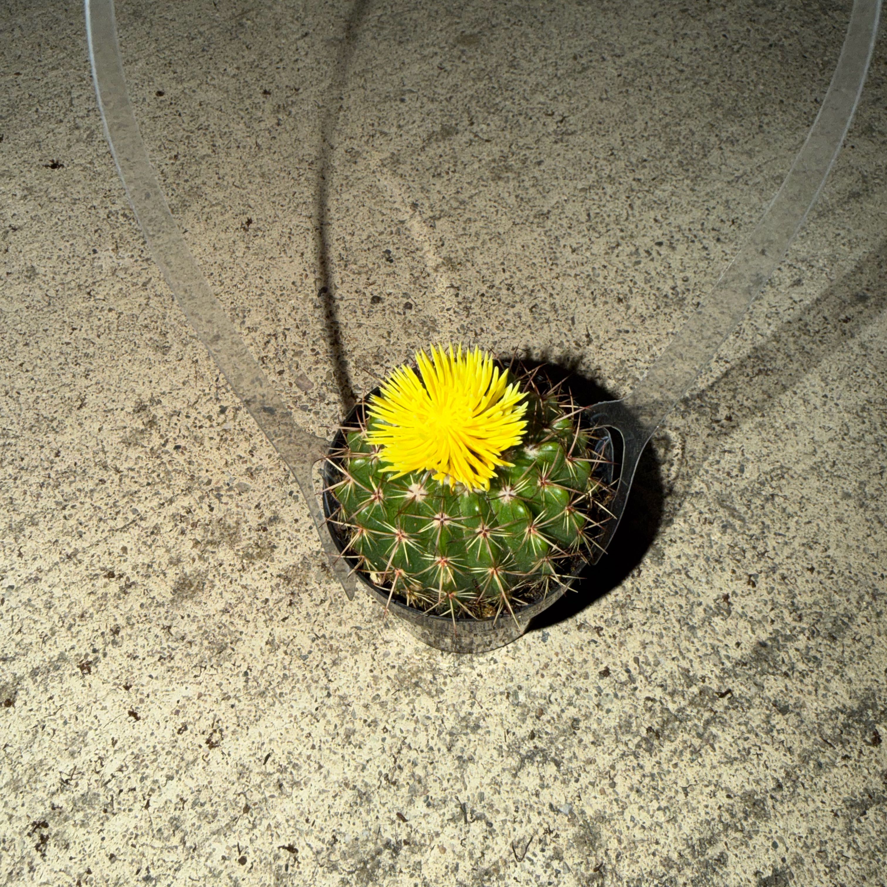 Photo of the plant species Cactus by @RadLilac3 named Sahara on Greg, the plant care app