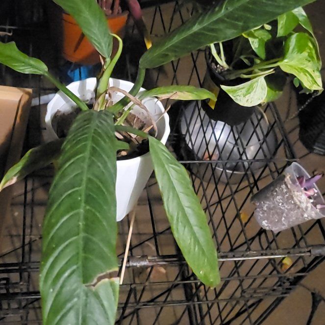 Photo of the plant species Philodendron campii 'Lynette' by @SleekPlanty20 named Luna on Greg, the plant care app