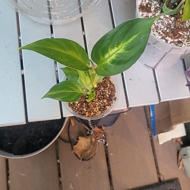 Photo of the plant species Dumb Cane by @SleekPlanty20 named Coco on Greg, the plant care app