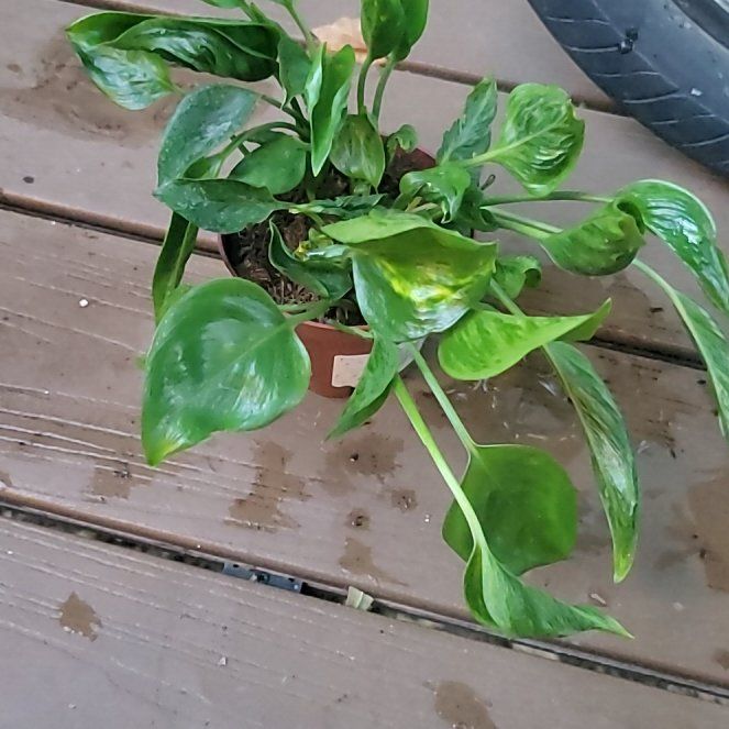 Photo of the plant species Epipremnum 'Shangri-La' by @SleekPlanty20 named Kardashian on Greg, the plant care app