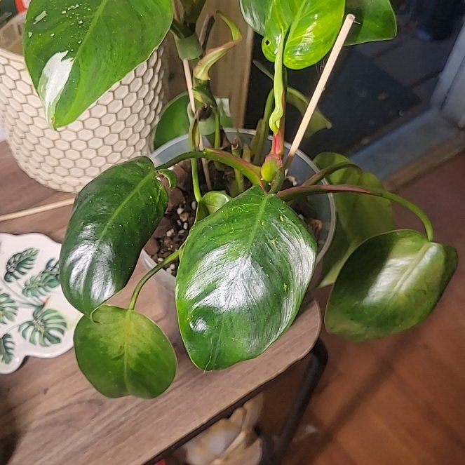 Photo of the plant species White Knight by @SleekPlanty20 named Foxxy on Greg, the plant care app