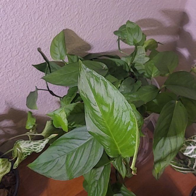 Photo of the plant species obliqua peru by @SleekPlanty20 named Plato on Greg, the plant care app