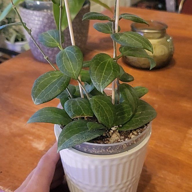 Photo of the plant species Hoya fitchii by @SleekPlanty20 named Anne on Greg, the plant care app