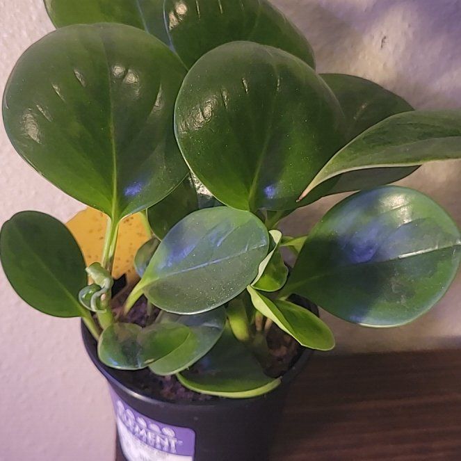 Photo of the plant species Lemon Lime Peperomia by @SleekPlanty20 named Kesha on Greg, the plant care app