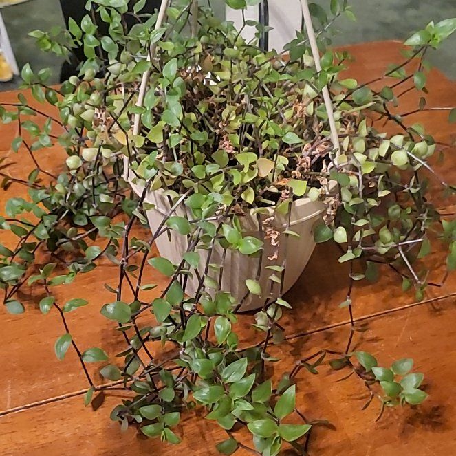 Photo of the plant species Callisia Pink Panther by @SleekPlanty20 named Tolkien on Greg, the plant care app