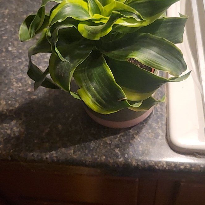 Photo of the plant species Dracaena 'Tornado' by @SleekPlanty20 named McKinley on Greg, the plant care app