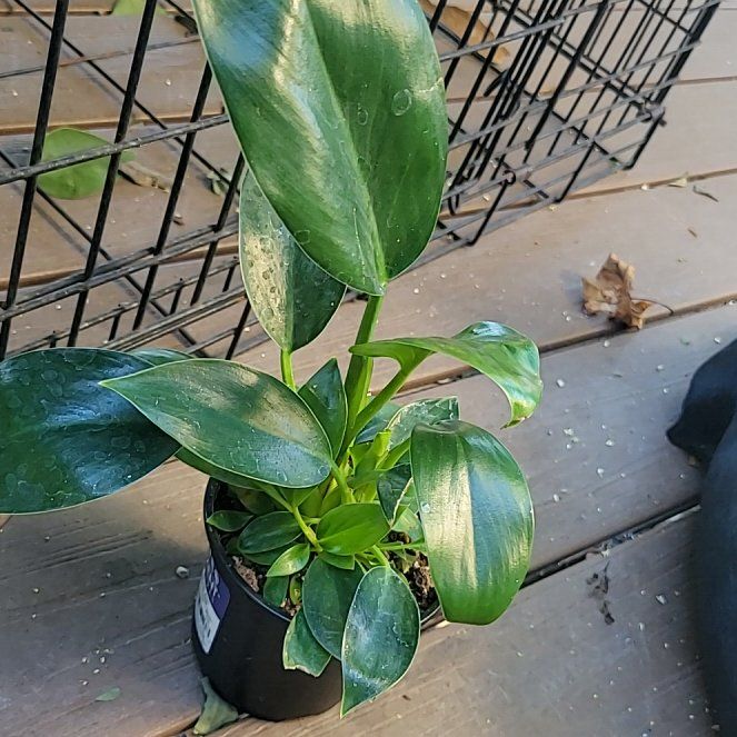 Photo of the plant species Green Princess by @SleekPlanty20 named Lebron on Greg, the plant care app