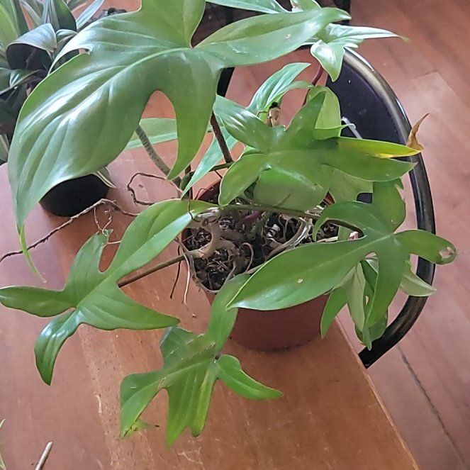 Photo of the plant species Hairy Philodendron by @SleekPlanty20 named Planty on Greg, the plant care app