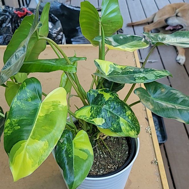 Photo of the plant species Burle Marx Variegata by @SleekPlanty20 named Messi on Greg, the plant care app