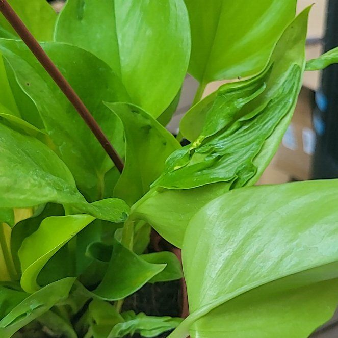 Photo of the plant species Neon Pothos by @SleekPlanty20 named Delilah on Greg, the plant care app