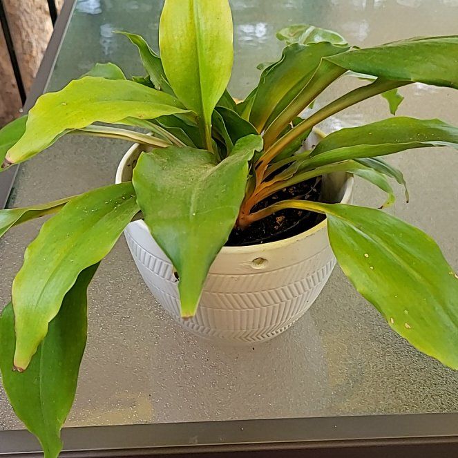 Photo of the plant species Green Orange Spider Plant by @SleekPlanty20 named Treeyoncé on Greg, the plant care app