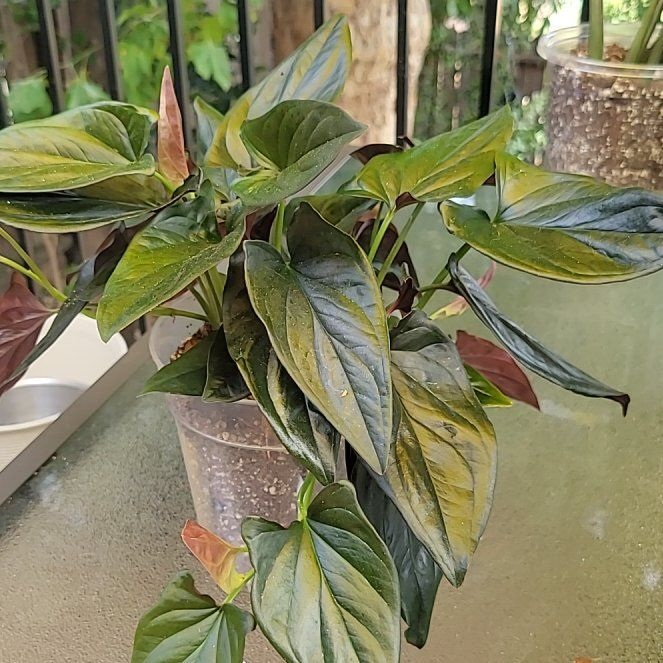 Photo of the plant species Arrowhead Vine 'Red Arrow' by @SleekPlanty20 named Bruce Lee on Greg, the plant care app