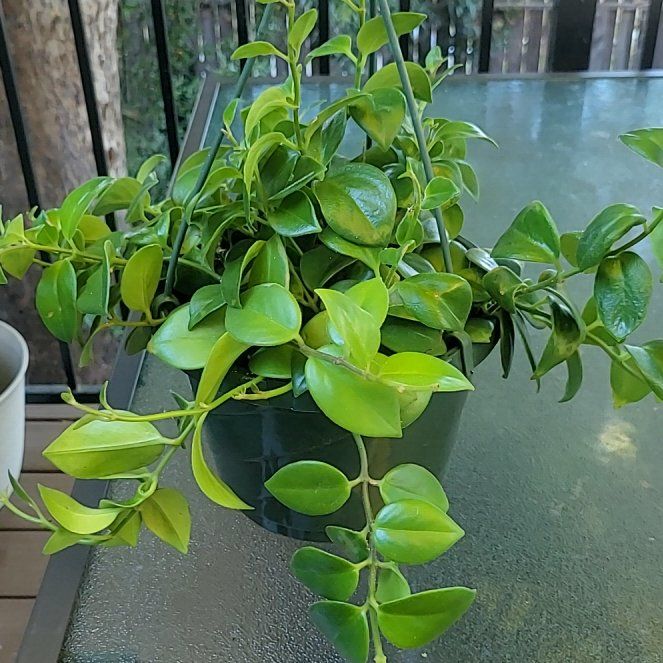 Photo of the plant species Lipstick Plant by @SleekPlanty20 named Khaleesi on Greg, the plant care app
