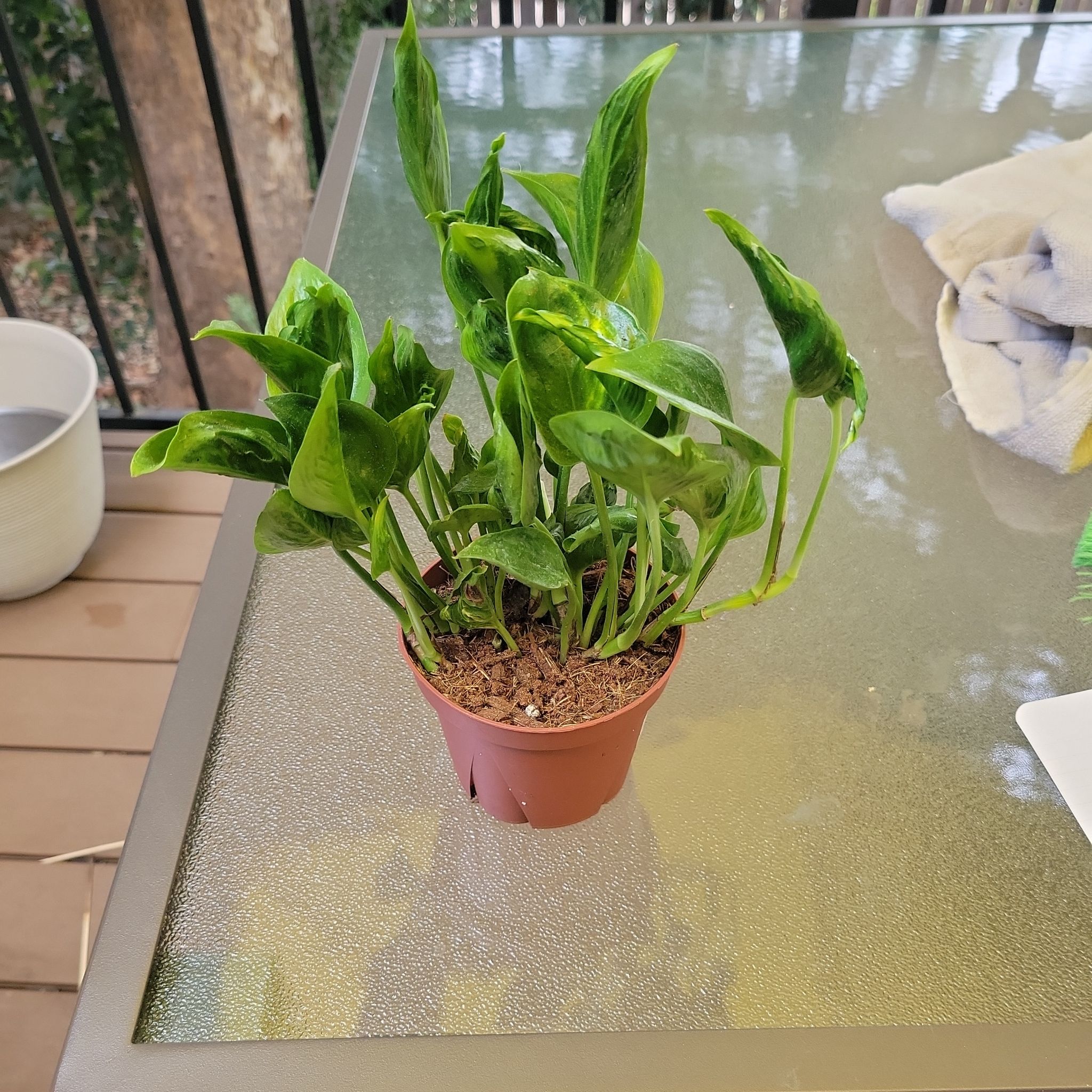 Photo of the plant species Epipremnum 'Shangri-La' by @SleekPlanty20 named Kardashian on Greg, the plant care app