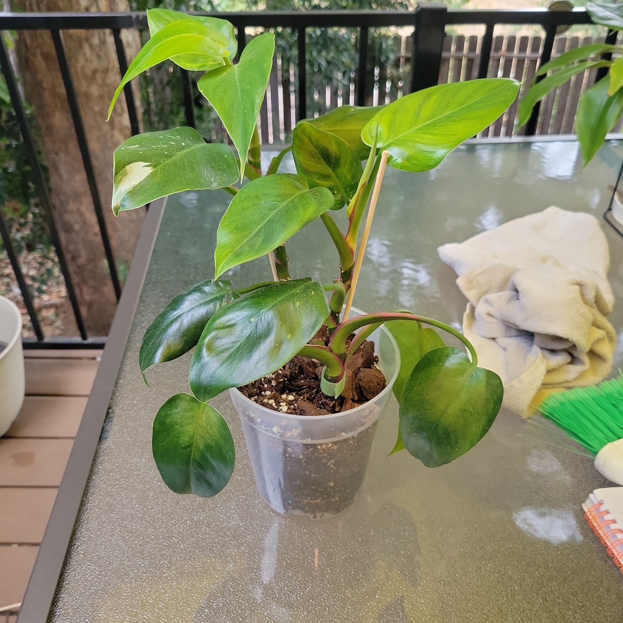 Photo of the plant species White Knight by @SleekPlanty20 named Foxxy on Greg, the plant care app