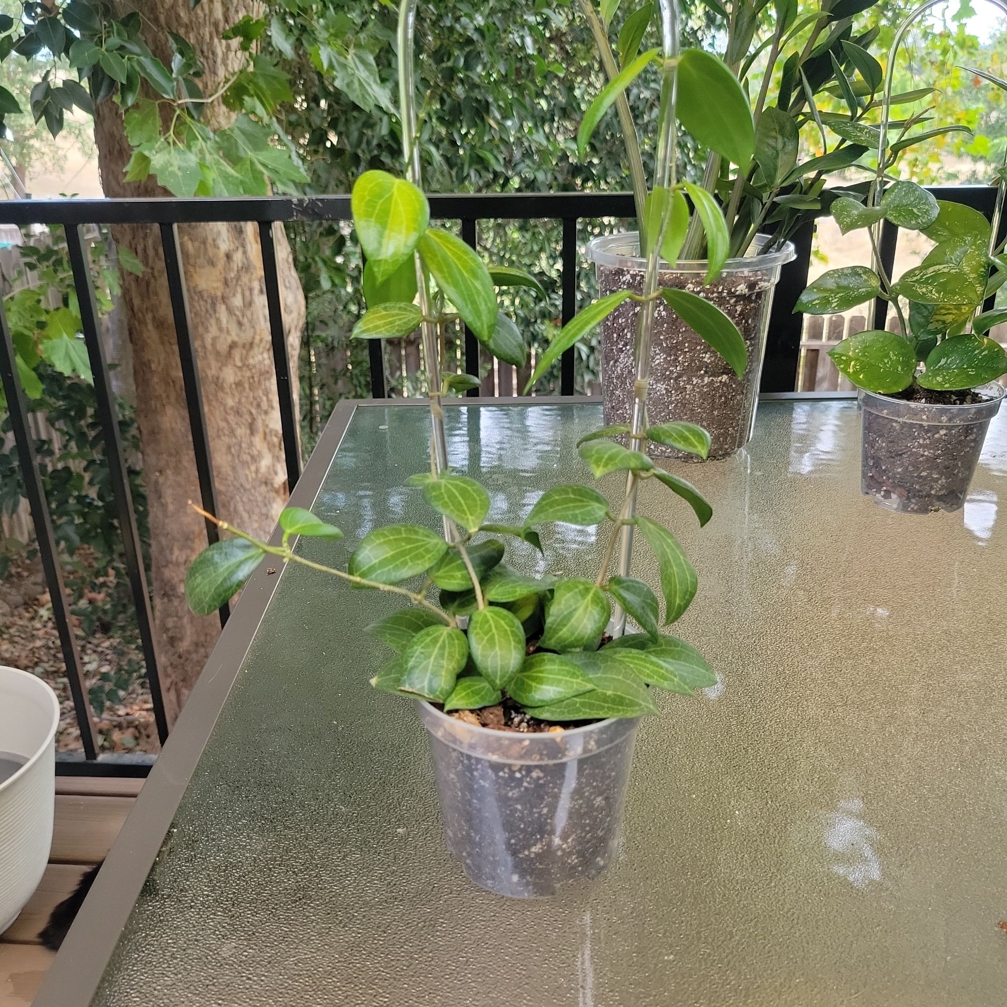 Photo of the plant species Hoya fitchii by @SleekPlanty20 named Anne on Greg, the plant care app