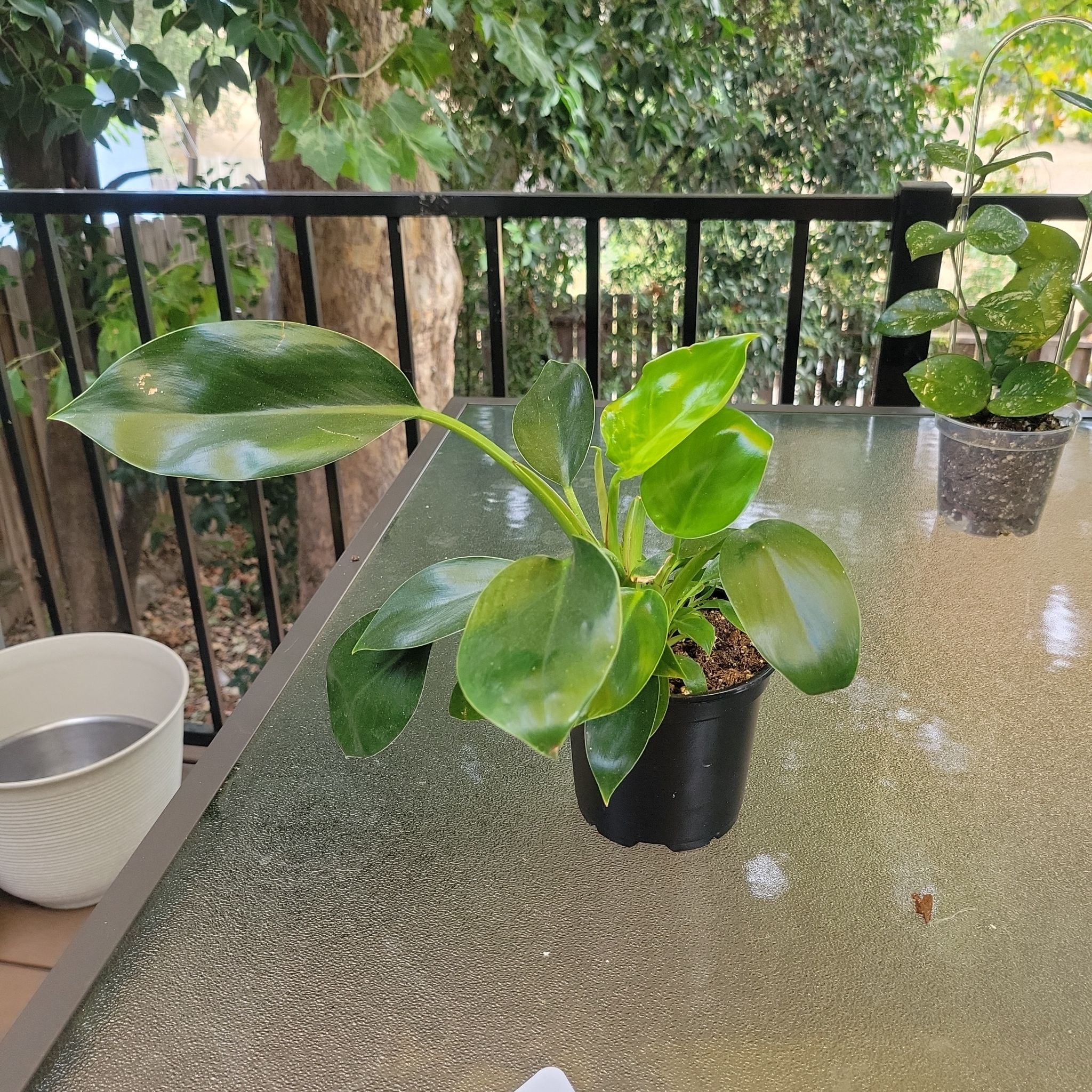 Photo of the plant species Green Princess by @SleekPlanty20 named Lebron on Greg, the plant care app