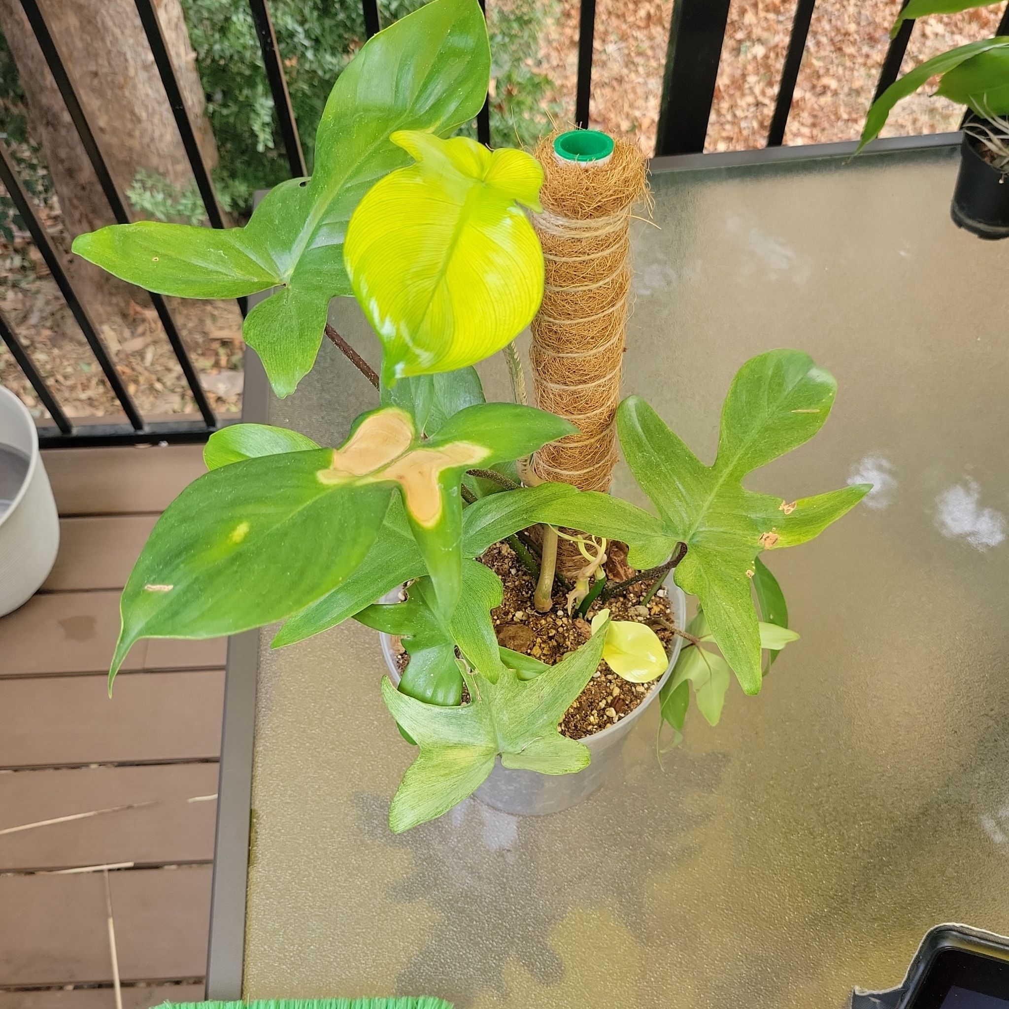 Photo of the plant species Hairy Philodendron by @SleekPlanty20 named Planty on Greg, the plant care app