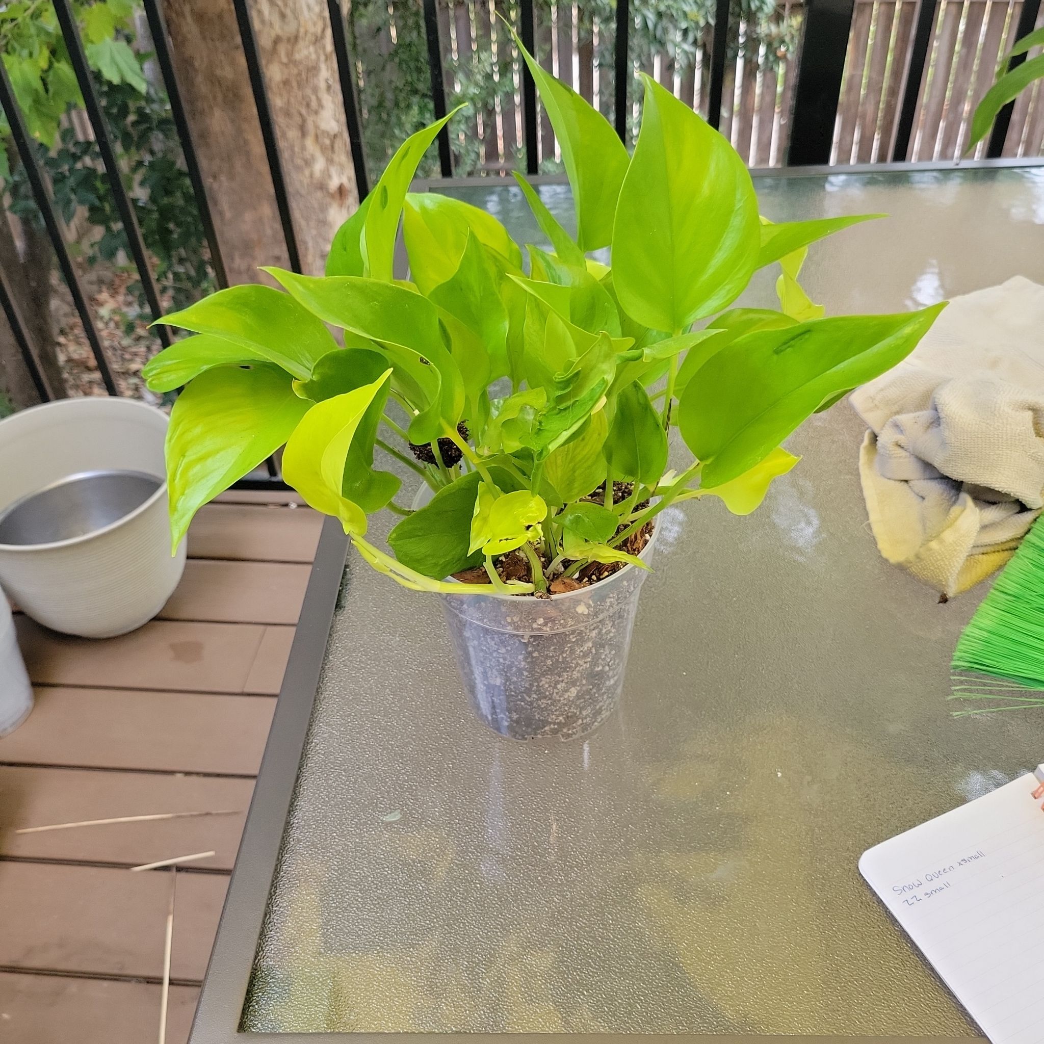 Photo of the plant species Neon Pothos by @SleekPlanty20 named Delilah on Greg, the plant care app