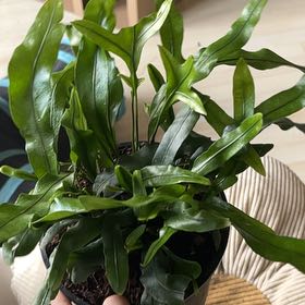 Photo of the plant species Kangaroo Paw by @MarvelChisme44 named Kangaroo Fern on Greg, the plant care app