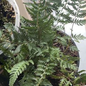 Photo of the plant species Crested Japanese Painted Fern by @MarvelChisme44 named Crested Japanese Painted on Greg, the plant care app