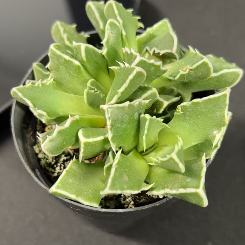 Photo of the plant species Faucaria bosscheana by @TryTaraire83 named Oscar on Greg, the plant care app