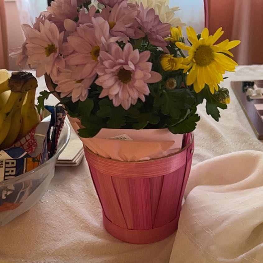 Photo of the plant species China Aster by @CozyApricot51 named Queen on Greg, the plant care app