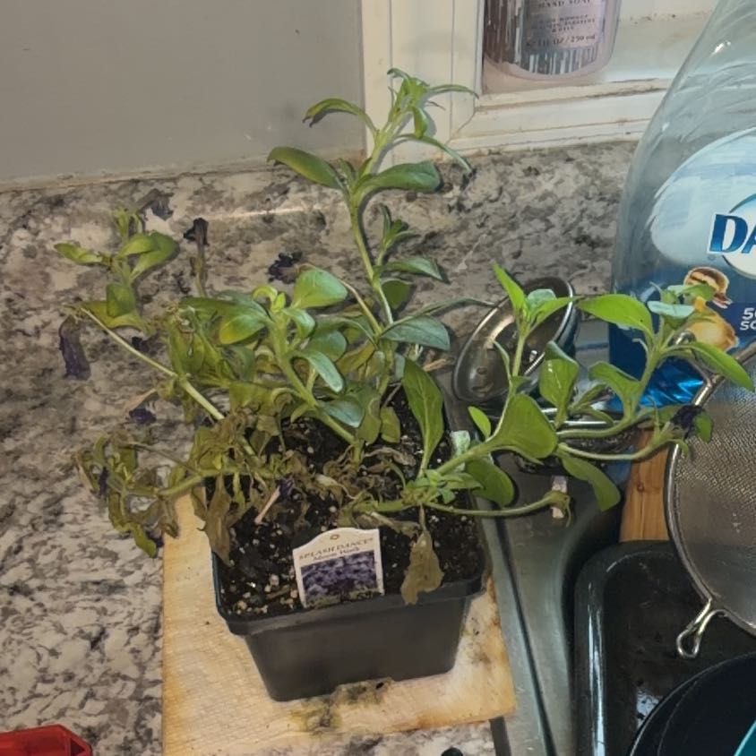 Photo of the plant species Petunia 'Splash Dance Moonwalk' by @AnewMizuna36 named Orlando Bloom on Greg, the plant care app