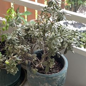 Photo of the plant species Japanese Cheesewood by @SisterlyKale20 named Mando on Greg, the plant care app