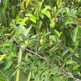 Photo of the plant species Common Pear by @SisterlyKale20 named Delilah on Greg, the plant care app