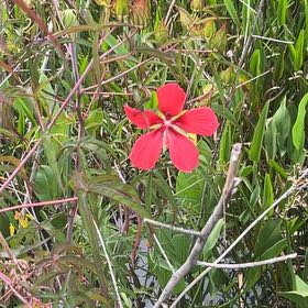 Photo of the plant species Scarlet Hibiscus by @SisterlyKale20 named Diana on Greg, the plant care app