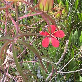 Photo of the plant species Scarlet Hibiscus by @SisterlyKale20 named Treeyoncé on Greg, the plant care app