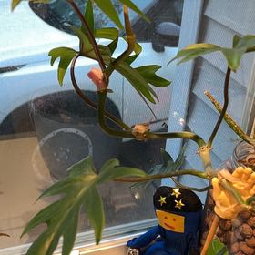 Photo of the plant species Philodendron mayoi by @BeneficBacopa94 named ChloroPhil on Greg, the plant care app