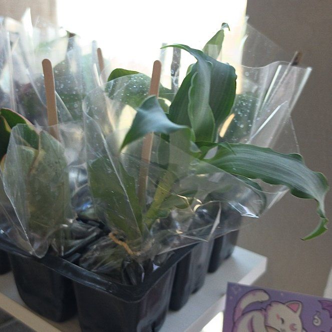 Photo of the plant species Murdannia by @PetiteJicaro54 named Coco on Greg, the plant care app
