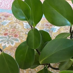 Photo of the plant species Peperomia Thailand by @SpunkyRhubarb94 named Peperomie on Greg, the plant care app