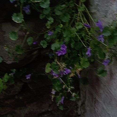 Photo of the plant species Creeping Charlie by @TirelessFanmoss named Aristotle on Greg, the plant care app