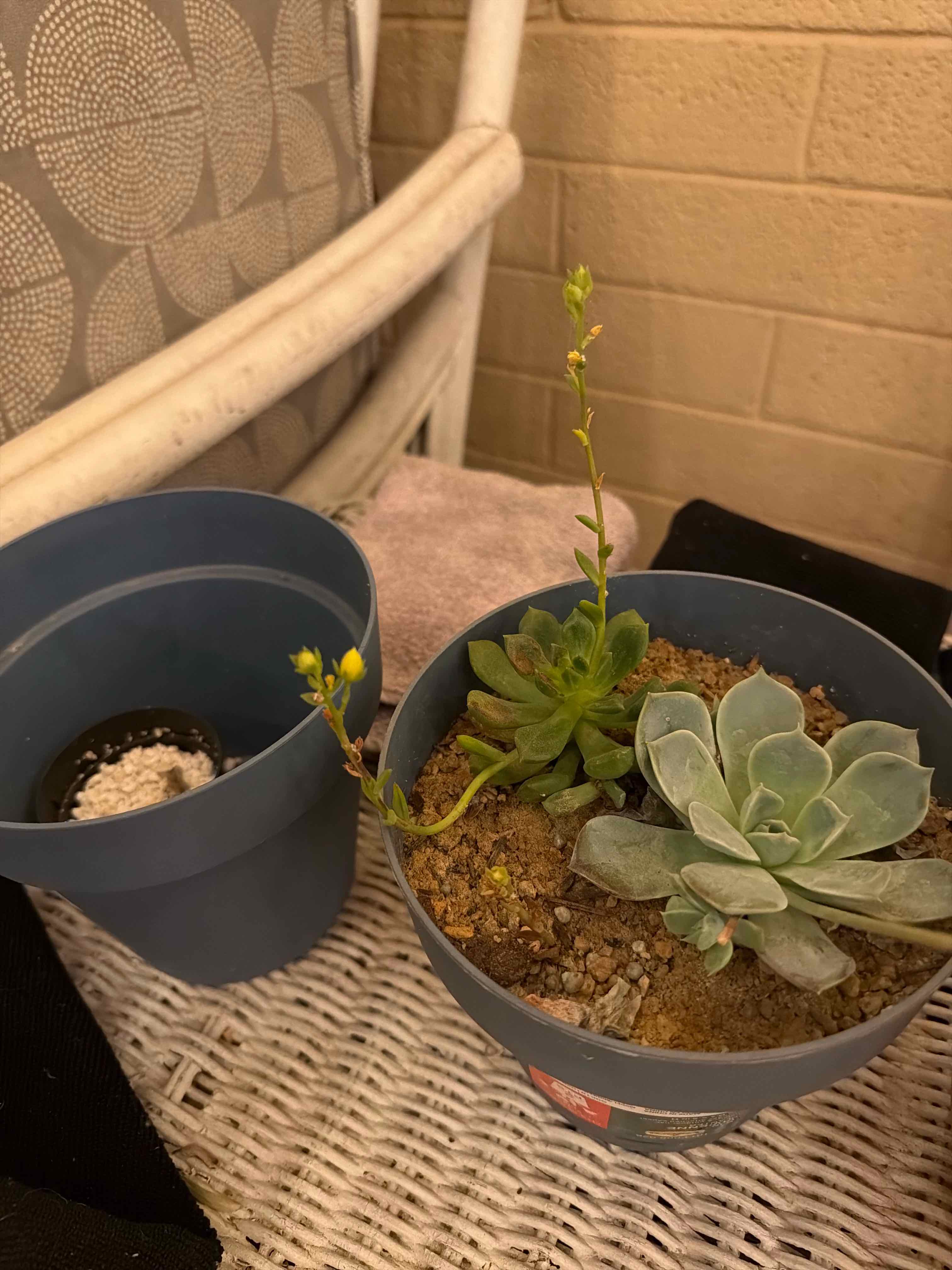 Photo of the plant species Echeveria 'Sleepy' by @MamaSirah named Watson on Greg, the plant care app