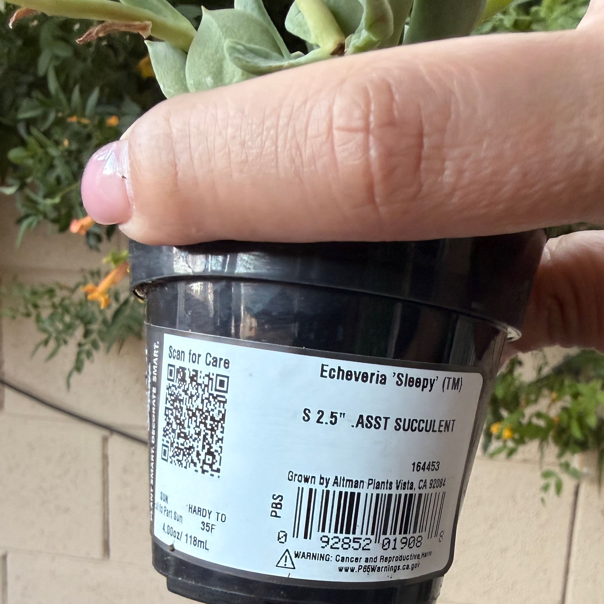 Photo of the plant species Echeveria 'Sleepy' by @MamaSirah named Gobi on Greg, the plant care app