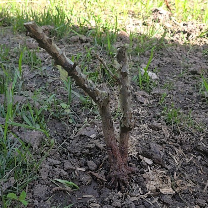 Photo of the plant species Copal by @GutsyPomelo0 named Apollo on Greg, the plant care app