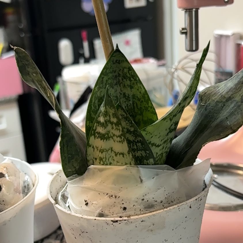 Photo of the plant species Jaboa Sansevieria by @FinestCanna74 named Orwell on Greg, the plant care app