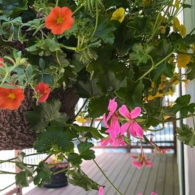 Photo of the plant species Ivy Geranium by @YesYuzu45 named Sage on Greg, the plant care app