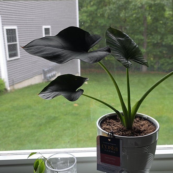 Photo of the plant species Alocasia Reginae by @TryAnacua3 named Reggie on Greg, the plant care app