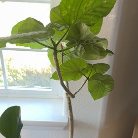Photo of the plant species Ficus umbellata by @DearOrpine6 named Rainier on Greg, the plant care app