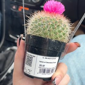 Photo of the plant species Mammillaria albilanata by @AvidTawa2 named Dolores on Greg, the plant care app